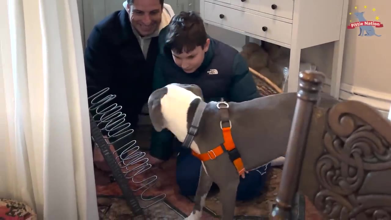 A grey and white dog wearing an orange harness standing in a room near a man and a boy who are smiling down at it.