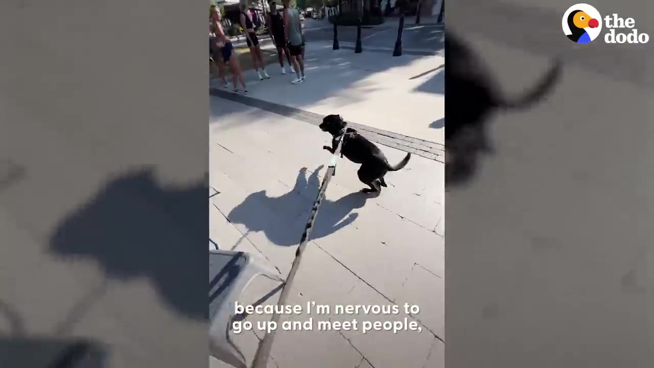 A black dog on a long leash pulls forward on a sunny paved sidewalk toward a group of people.