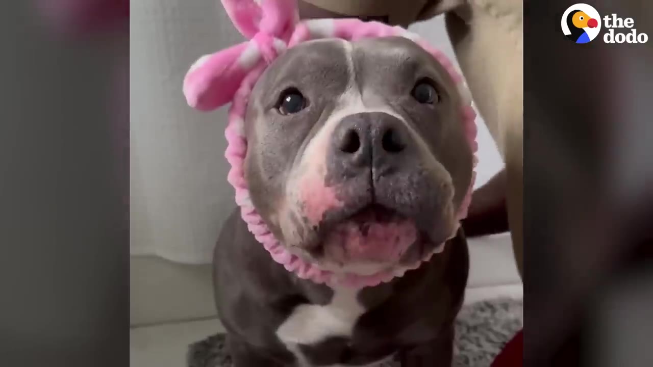 A pit bull wearing a pink spa headband looks directly into the camera.