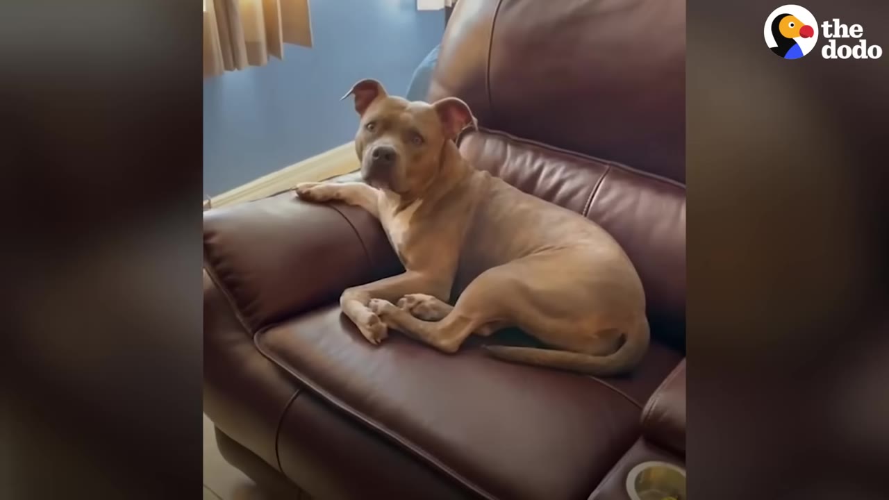 A tan dog lying on a brown leather armchair looking up with wide, expressive eyes.
