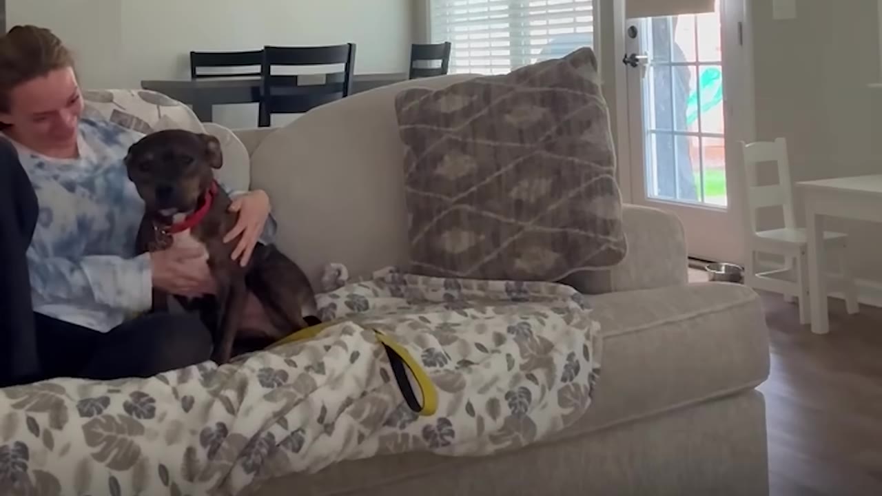 A brown and white dog with a red collar sits on a beige couch next to a smiling woman in a tie-dye shirt.