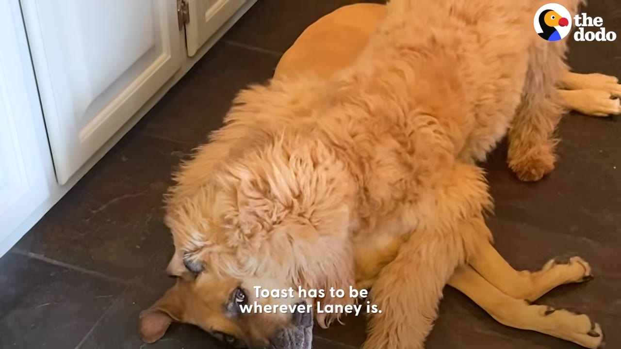A fluffy golden doodle dog lying directly on top of a smooth-coated tan dog on a dark floor.