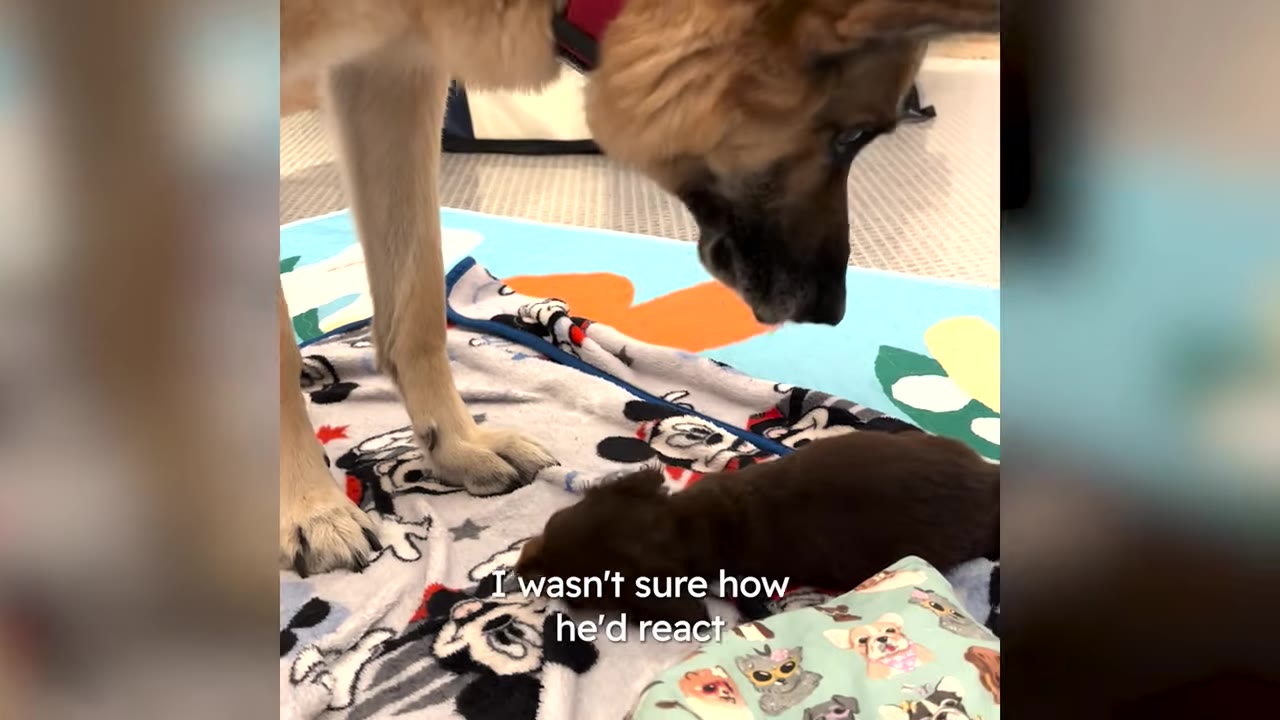 A large German Shepherd standing on a blanket and looking down closely at a tiny puppy lying near its paws.