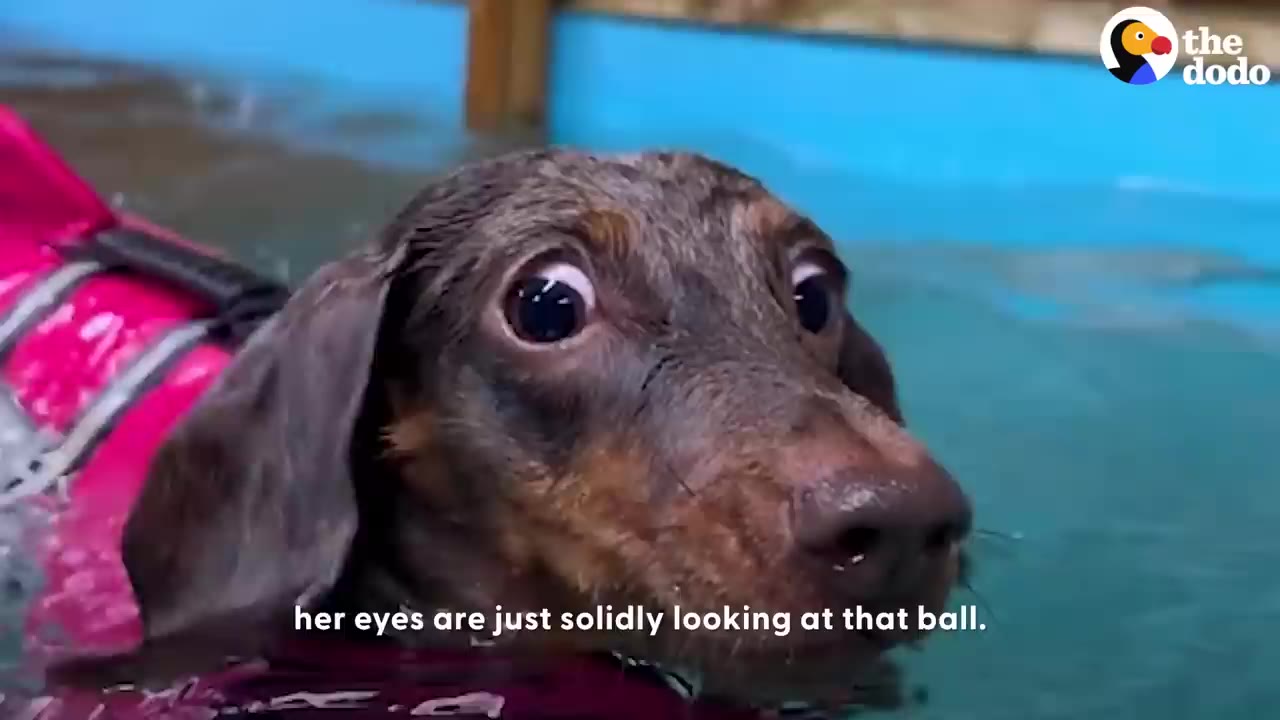 A close-up view of a dachshund wearing a pink life vest while swimming in a pool.