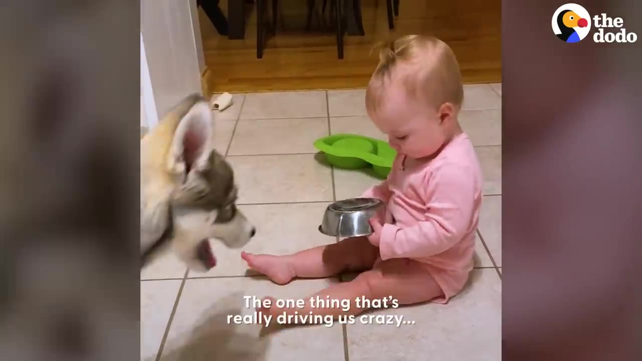 A baby in a pink outfit sits on the floor holding a metal pet bowl upside down while a husky puppy sits nearby.