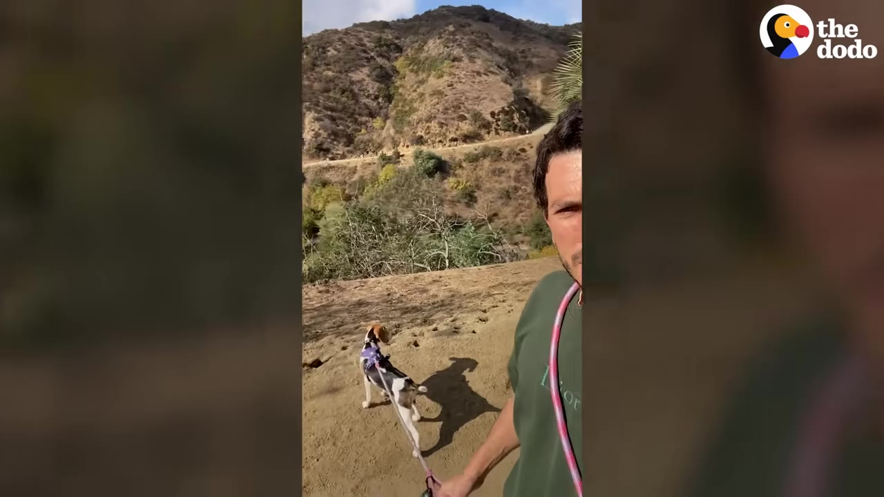 A man walking a beagle mix dog on a leash along a dirt trail with hillside mountains in the background.