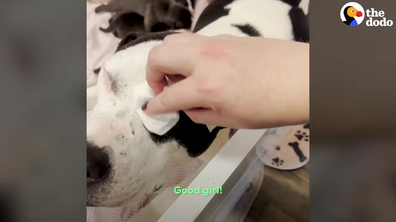 A close-up of a black and white dog named Poppy lying down while a hand gently wipes her face with a cloth, with her puppies visible in the background.