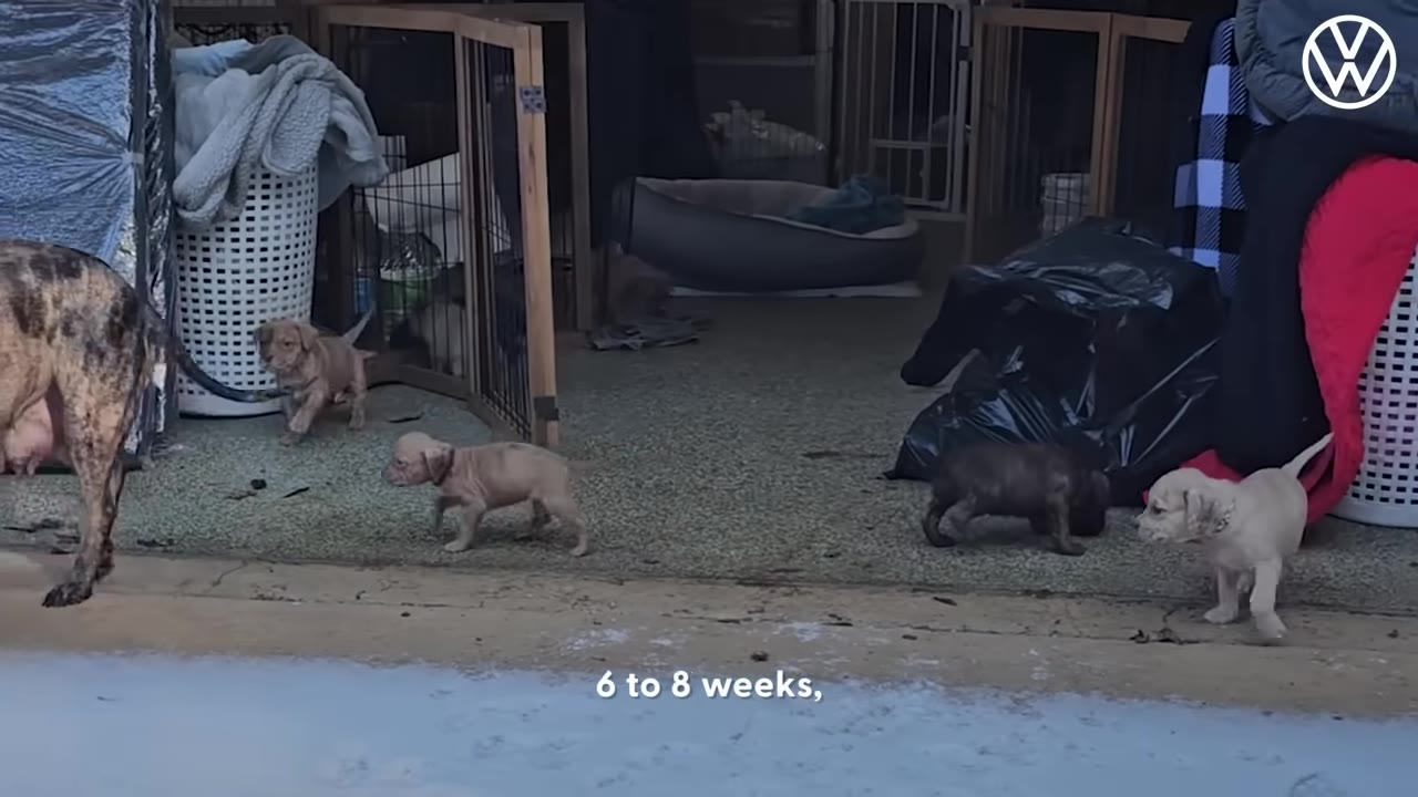 Several small puppies walking around an outdoor pen near their mother.