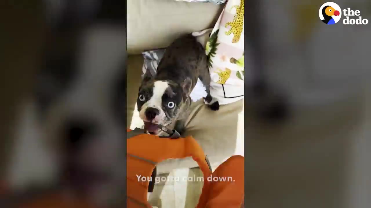 A small black and white dog looking up with wide, excited eyes next to an orange life jacket.