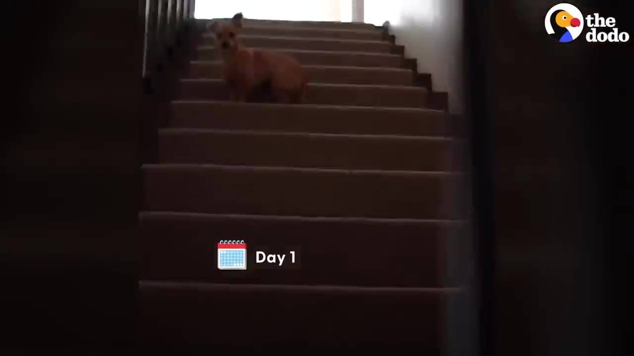 A small brown dog stands nervously at the top of a carpeted staircase looking down.