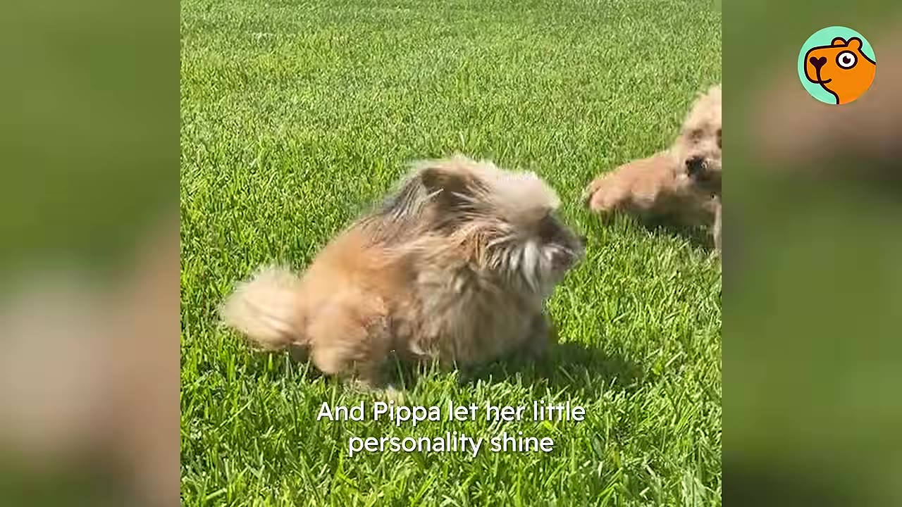 A small fluffy tan dog running across a bright green lawn.