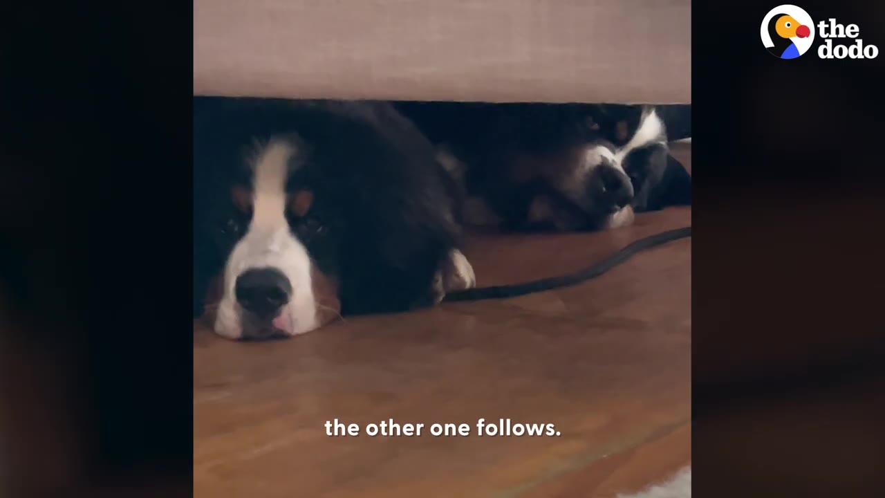 Two Bernese Mountain Dogs resting close together under a piece of furniture on a wooden floor.