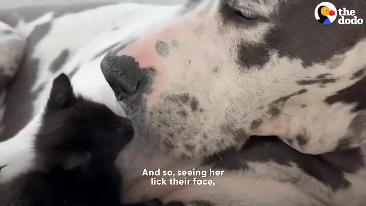 A large spotted dog gently resting its snout against a small black kitten.