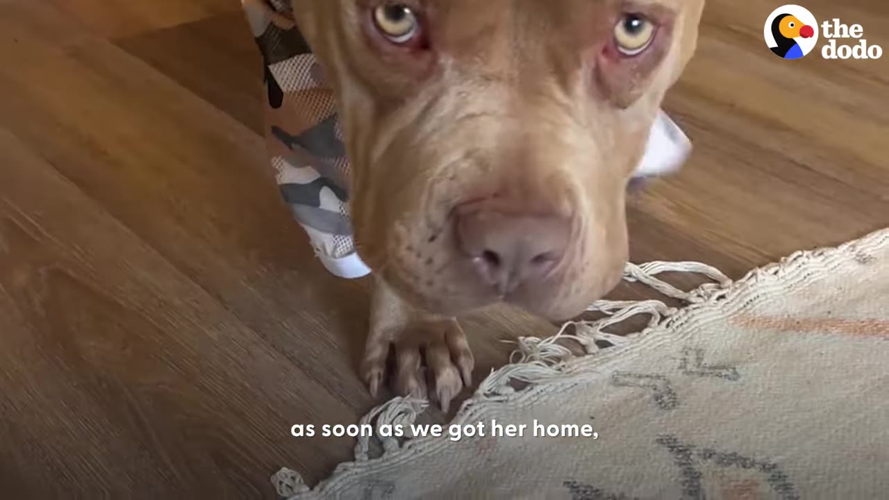 A close-up view of a light brown pit bull standing on a patterned rug indoors, wearing a camouflage shirt.