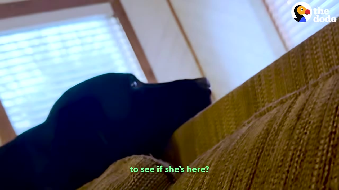 A close-up of a black dog looking out towards a window with blinds.