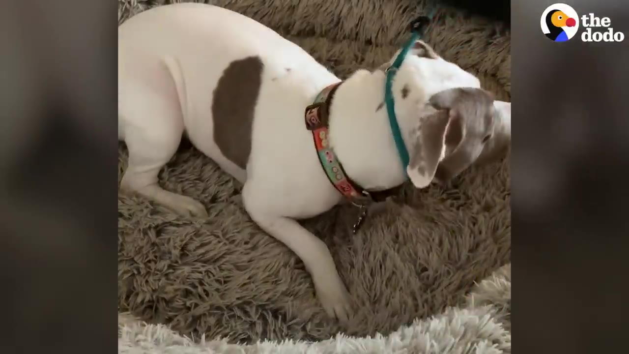 A white dog with brown patches and a collar lies curled up on a fluffy grey dog bed.