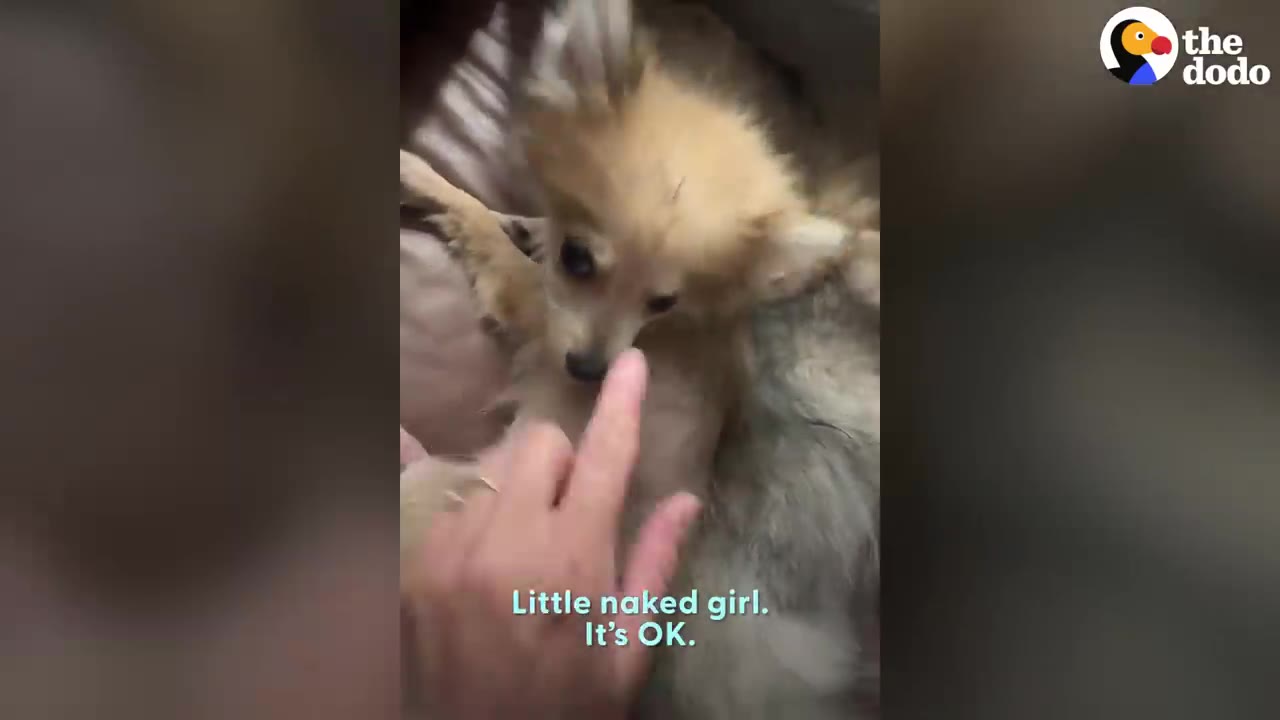 A person's hand gently reaching out towards a small puppy with thin fur lying on a blanket.