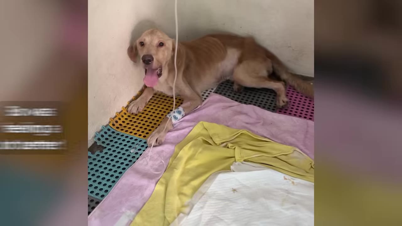 A slender tan dog resting on colorful blankets with a bandage and IV line on its front leg.