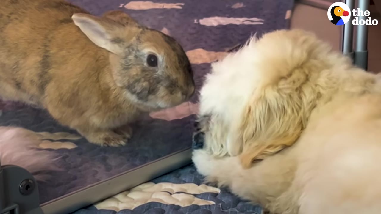 A brown rabbit leans forward on a mat to sniff a small, fluffy white dog resting nearby.