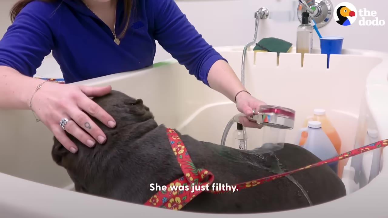 A person in a blue long-sleeved shirt washes a grey dog in a white tub using a handheld shower head.