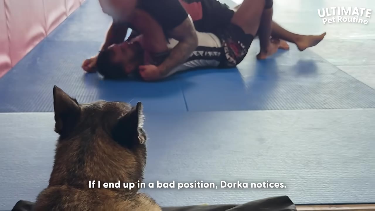 A dog seen from behind, watching two men sparring on a blue mat.