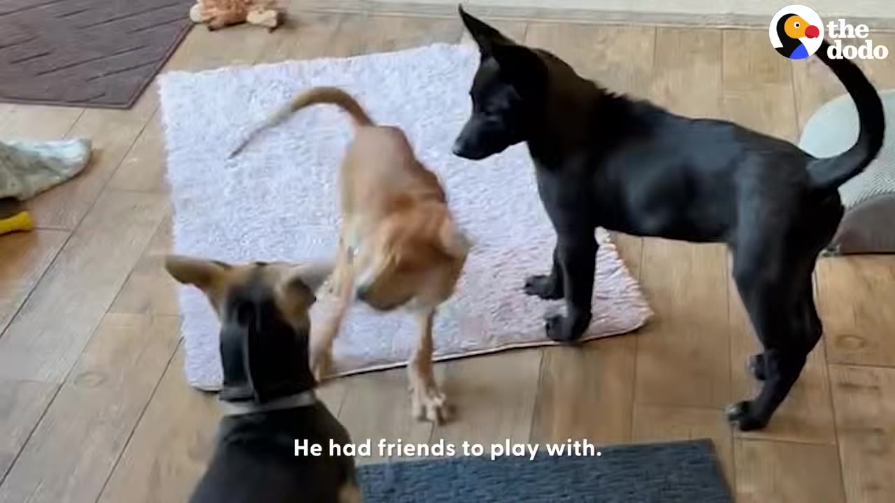 Three puppies playing together on a white rug inside a house with wooden floors.