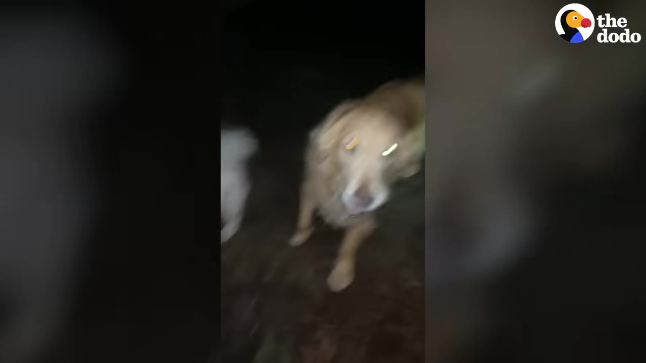 A golden dog walking outdoors at night in its new surroundings.