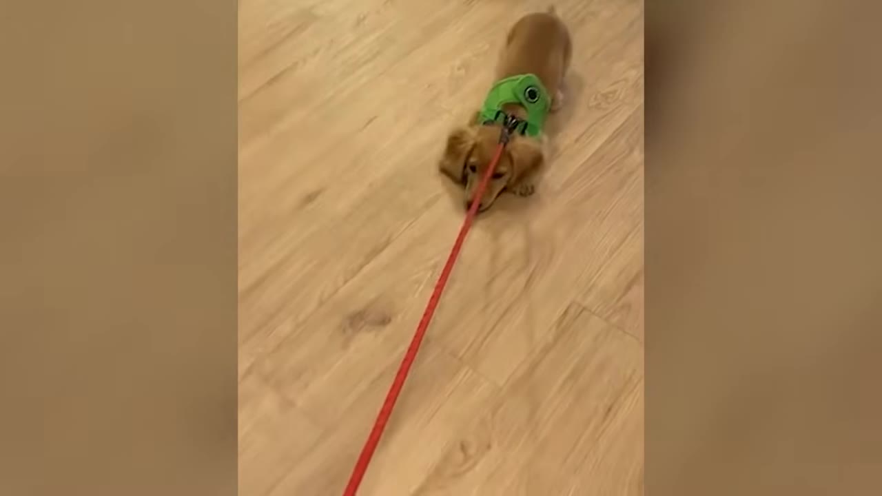 A small dachshund puppy in a green harness lies flat on a light wood floor while attached to a red leash.