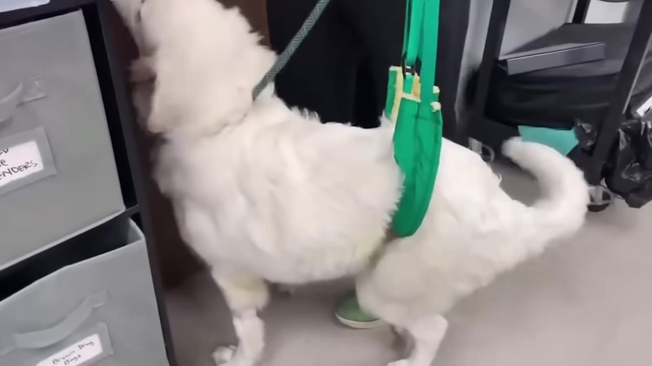 A large white dog wearing a green supportive mobility harness around its torso and hind legs inside a room.