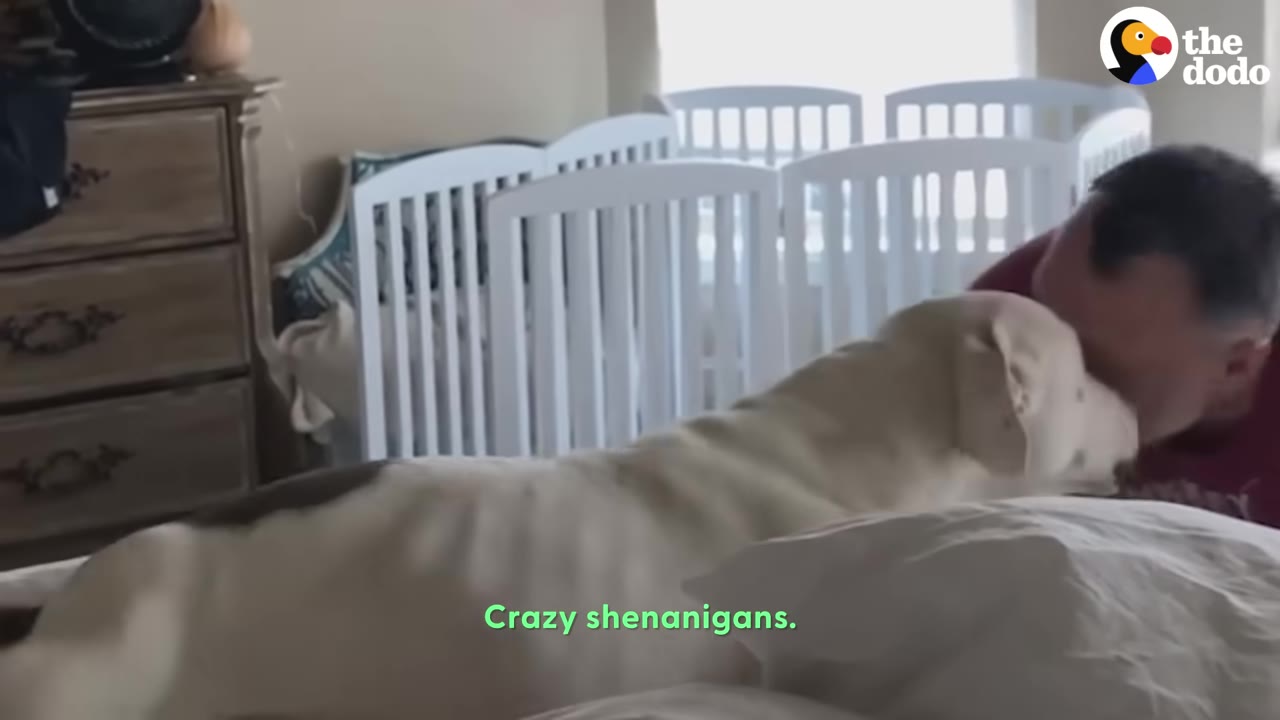 A light-colored dog affectionately nuzzles a man's face while he lies in bed.