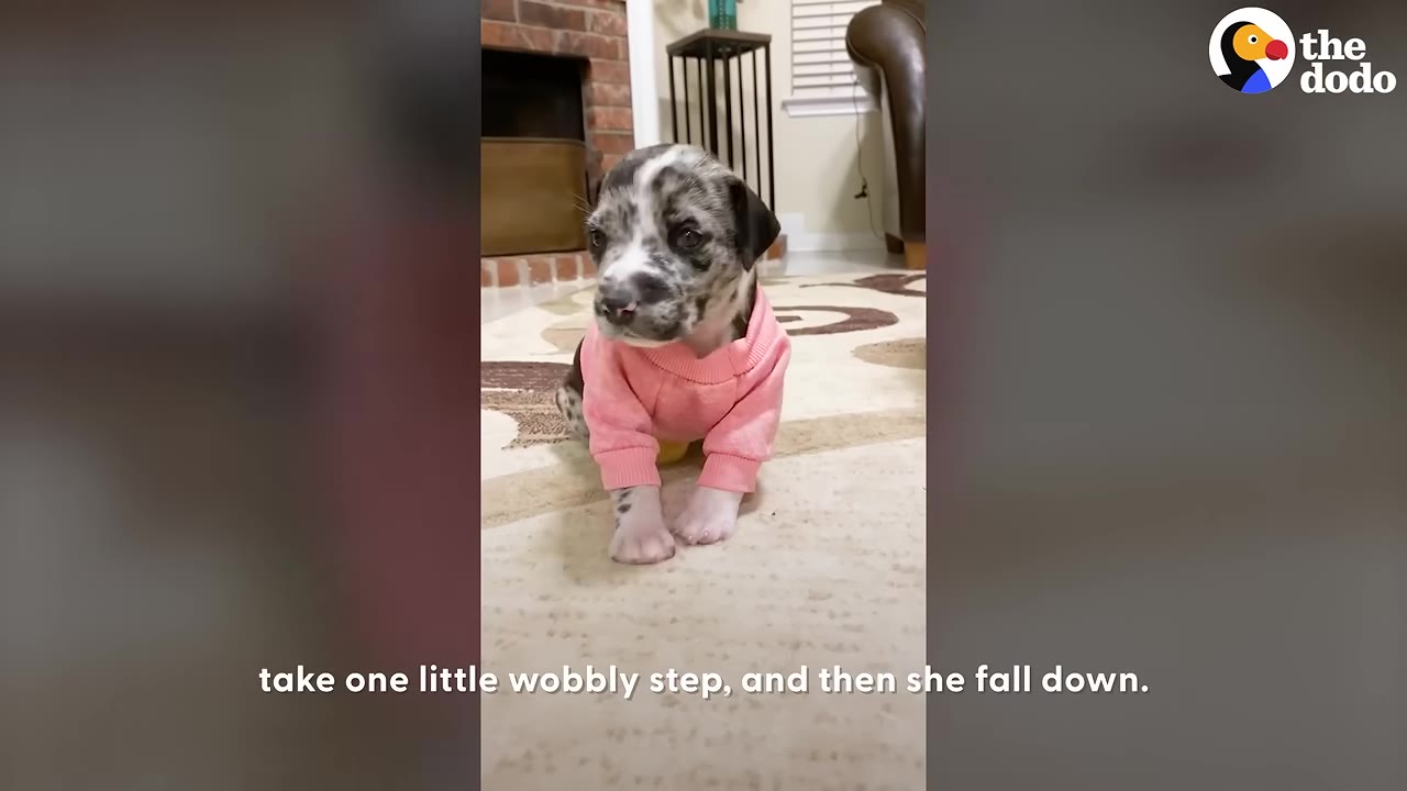 A small, spotted grey and black puppy wearing a pink sweater sits upright on a light-colored rug.
