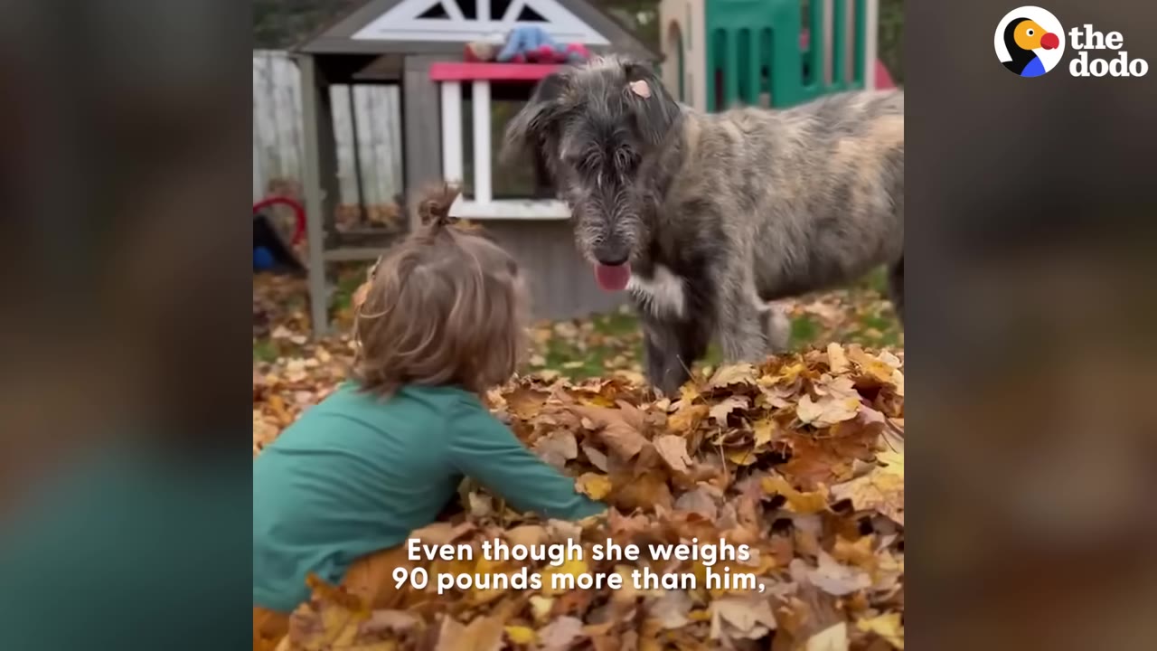 A large, grey, scruffy dog stands in a pile of autumn leaves next to a young child with light brown hair wearing a green shirt.