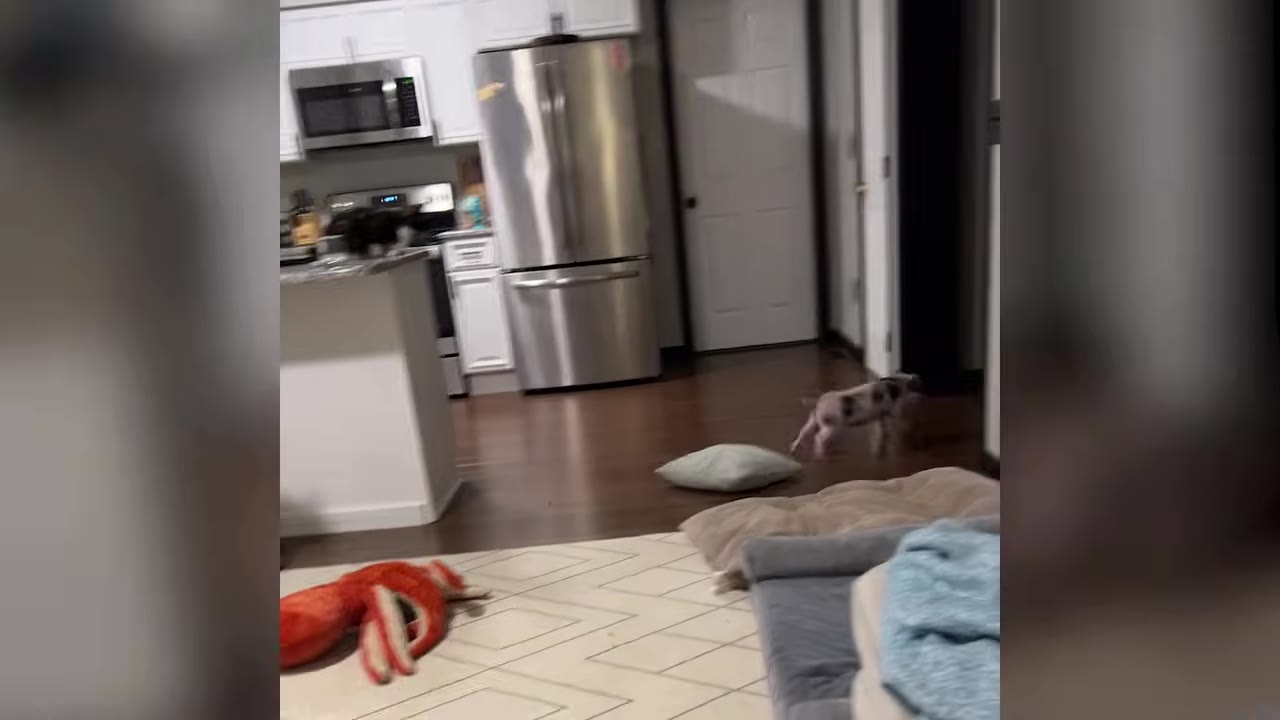 A small spotted piglet runs across a hardwood living room floor near a kitchen area.