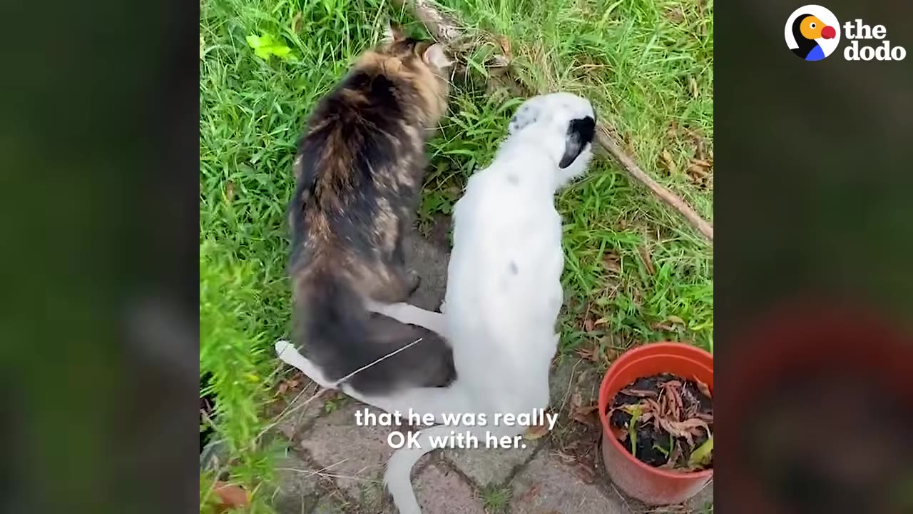 A long-haired cat and a slender white dog sitting side by side outdoors in the grass.