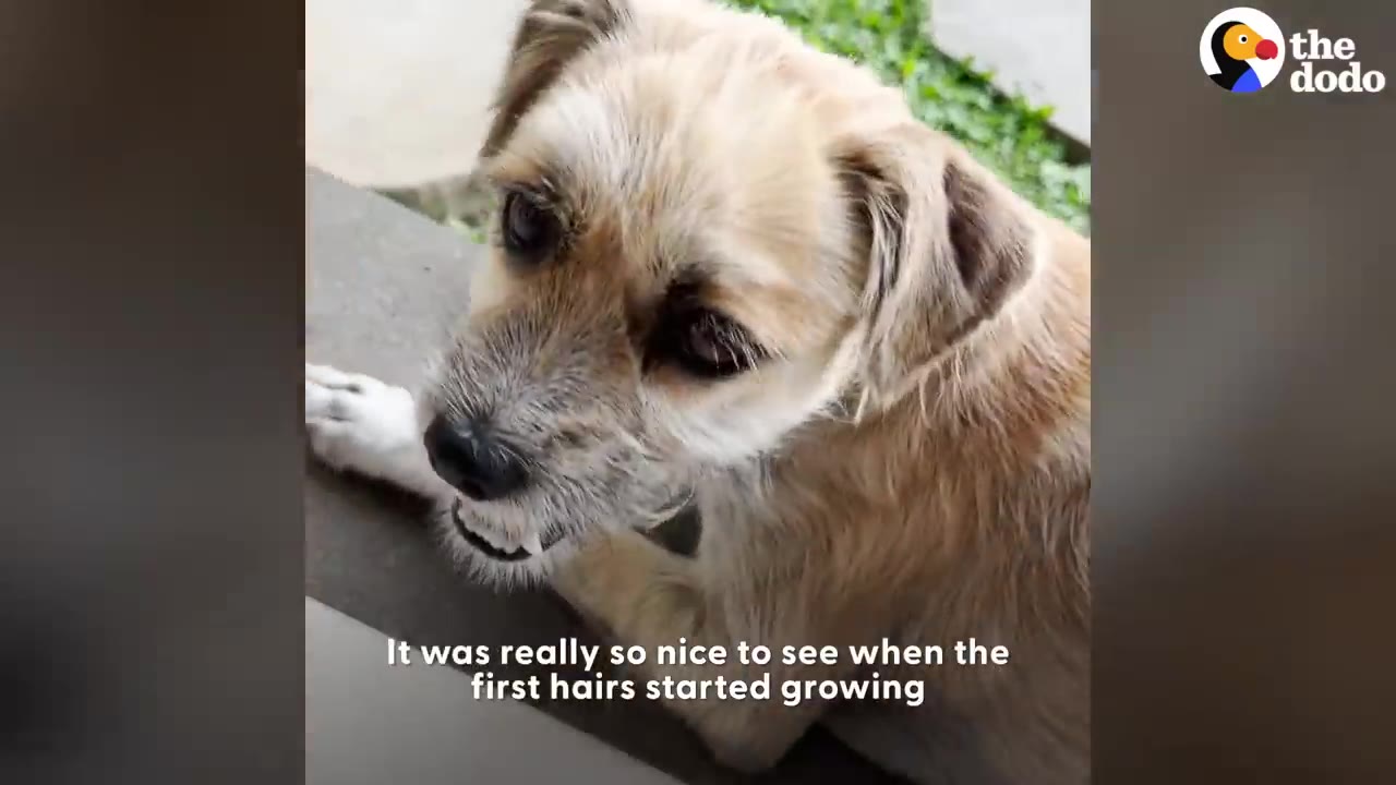 A close-up shot of a small dog showing fluffy light brown fur growing back on its face and head.
