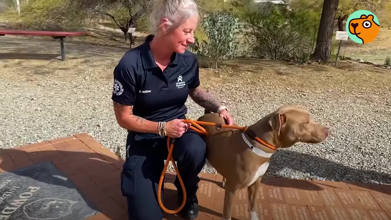 A woman in a dark polo shirt kneeling outdoors next to a brown and white dog on an orange leash.