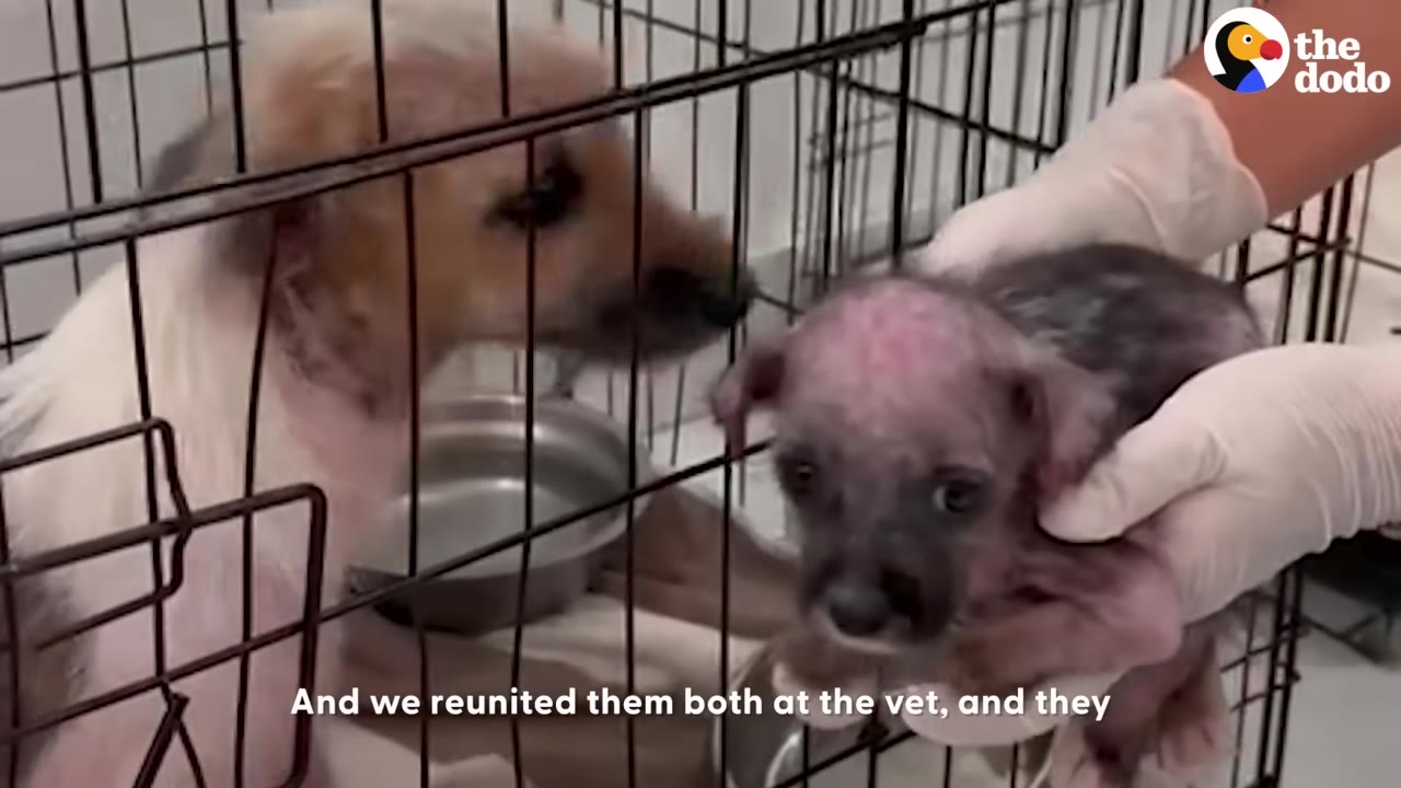 A small scruffy dog inside a wire crate looks towards her small, hairless puppy being held gently by a person wearing white gloves.