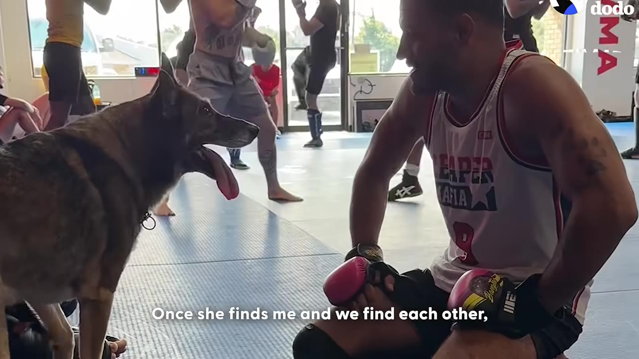 A man in a white basketball jersey and boxing gloves kneels on a gym mat, smiling as he looks at a German Shepherd dog who is looking back at him with her tongue out.
