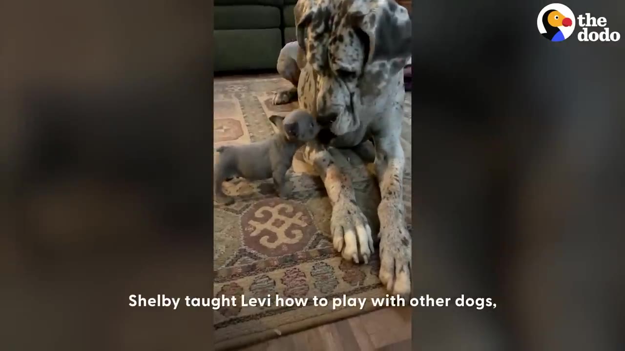 A tiny gray French bulldog puppy nuzzles the nose of a large Great Dane lying on a patterned rug.