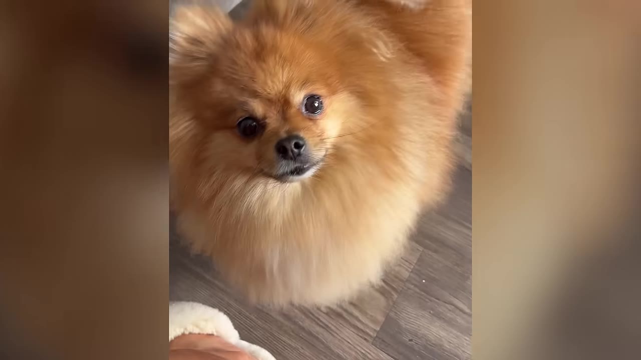 A fluffy, light brown Pomeranian dog looking up directly at the camera with dark, expressive eyes.