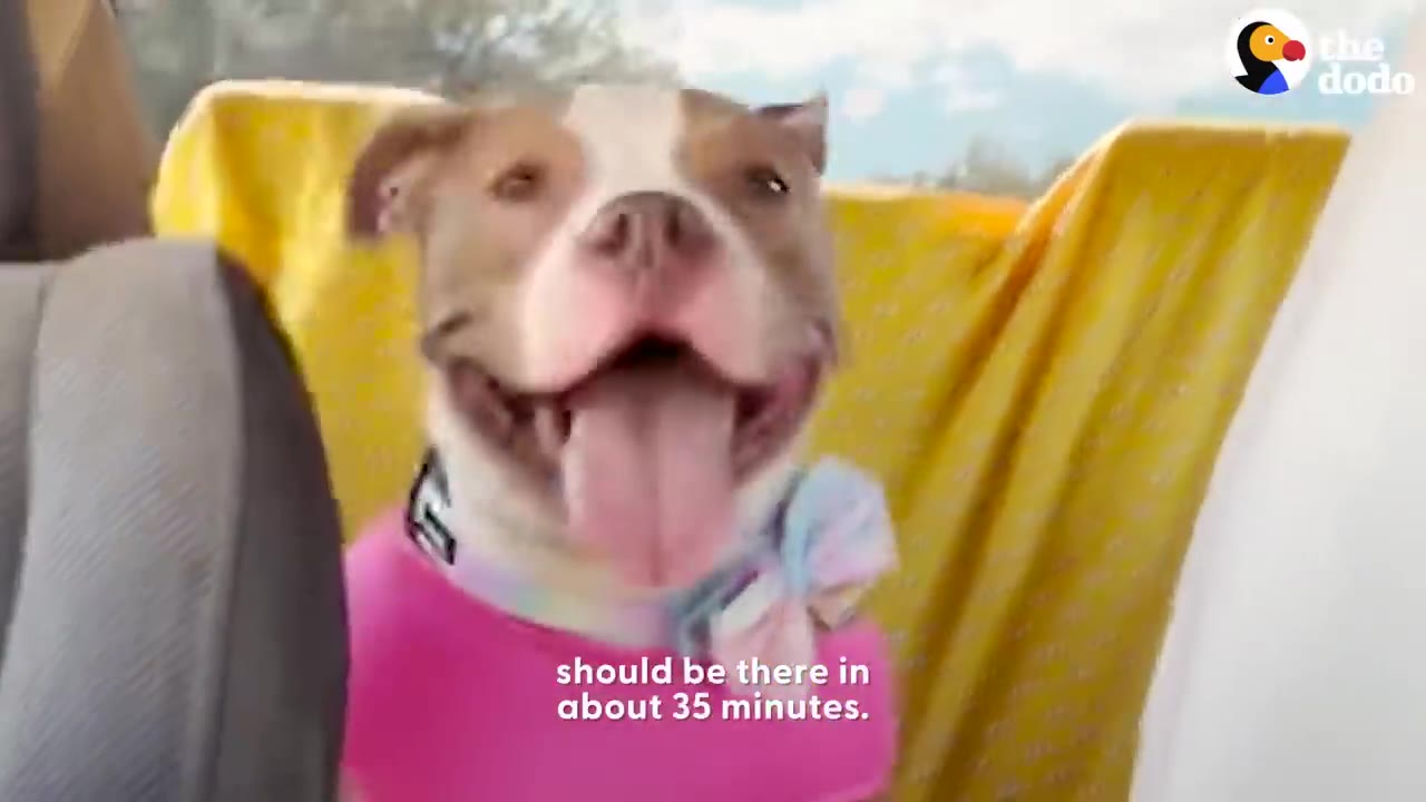 A happy brown and white pit bull wearing a pink shirt and colorful bow collar panting happily in the back seat of a car.