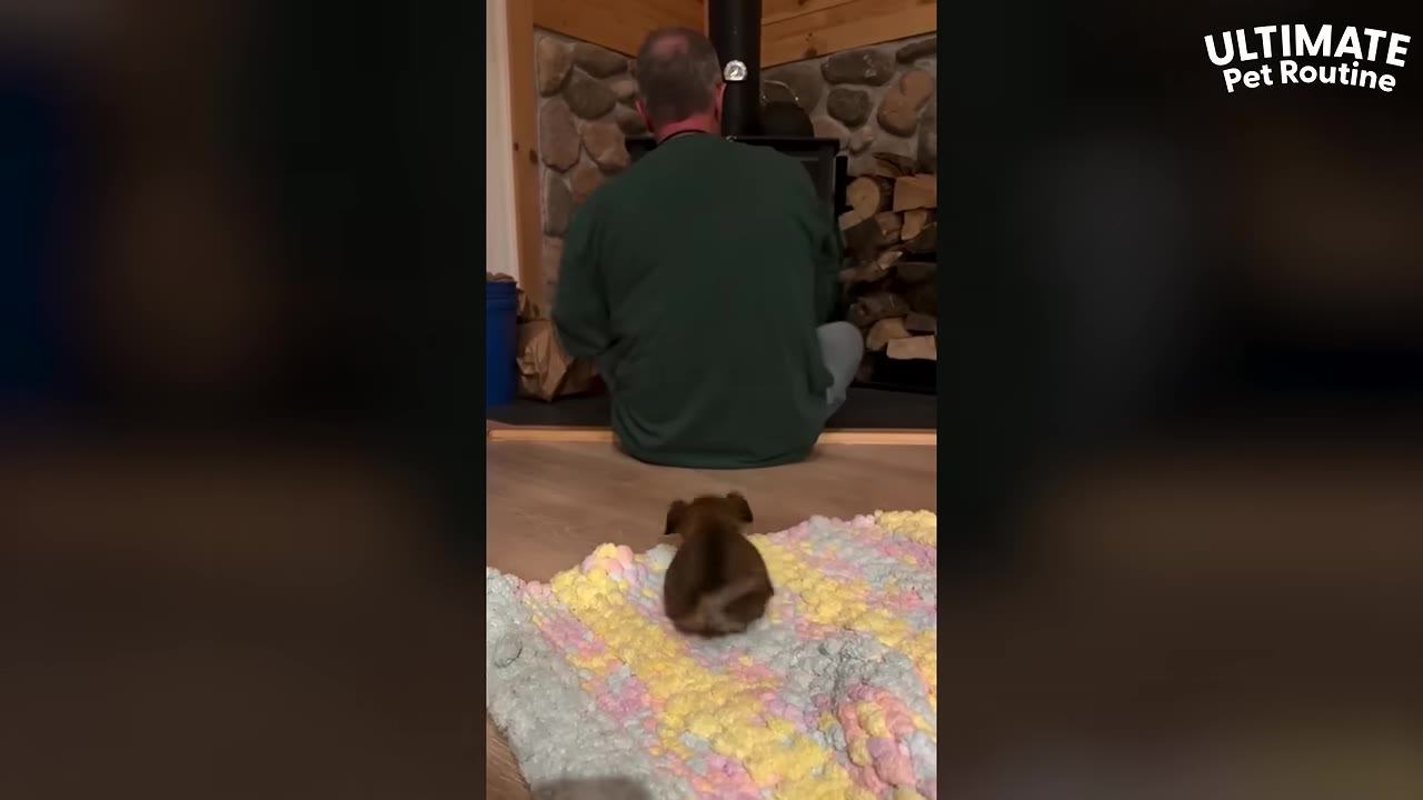 A small brown puppy hops across a colorful pastel rug towards a man sitting on the floor in front of a fireplace.