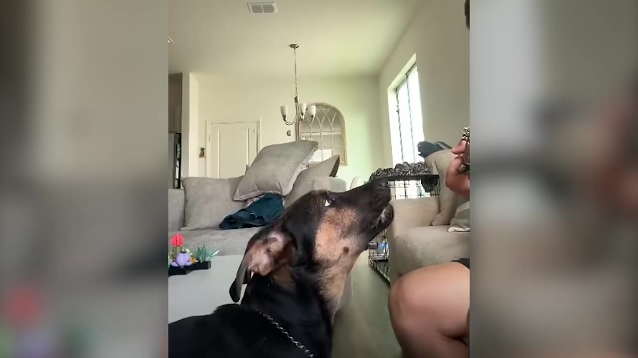 A black and tan dog looks up with its mouth open as if vocalizing, sitting in a living room next to a person.