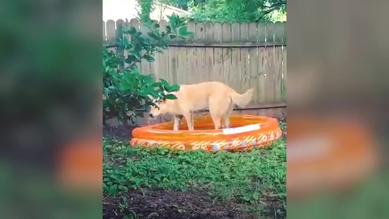 A light-colored dog stands inside a small orange inflatable pool in a grassy backyard next to a wooden fence.