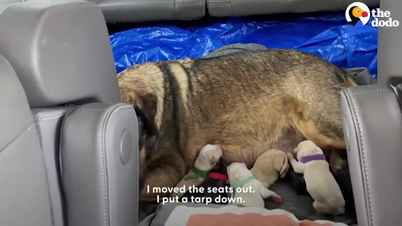 A mother dog and several newborn puppies resting inside the back of a vehicle lined with a blue tarp.
