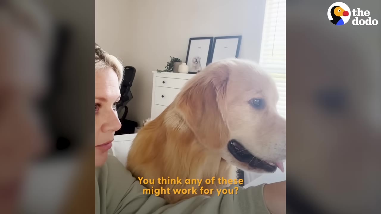 A woman looks sideways towards a screen with a golden retriever sitting next to her inside a home.