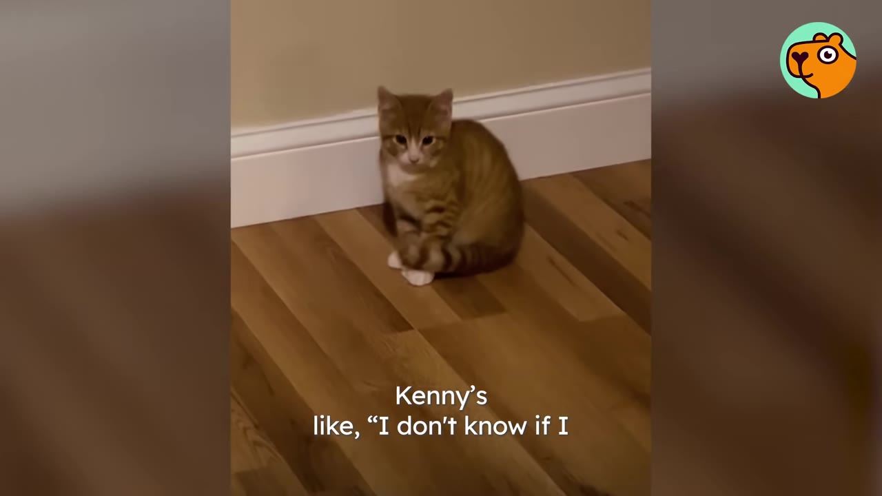 A small orange and white tabby kitten sitting calmly on a wooden floor against a white baseboard, looking forward.