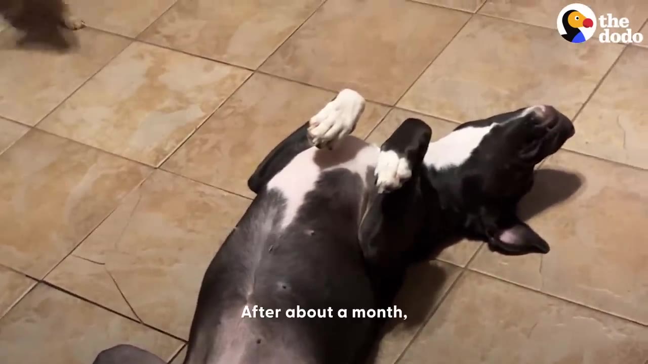 A black and white dog lying playfully on its back on a tiled floor with its paws in the air.