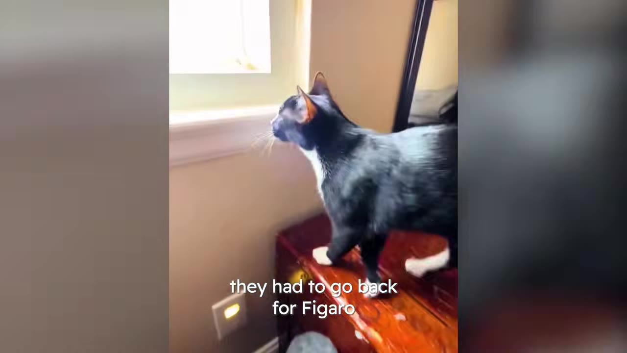 A black and white cat standing on top of a wooden cabinet and looking out a window.