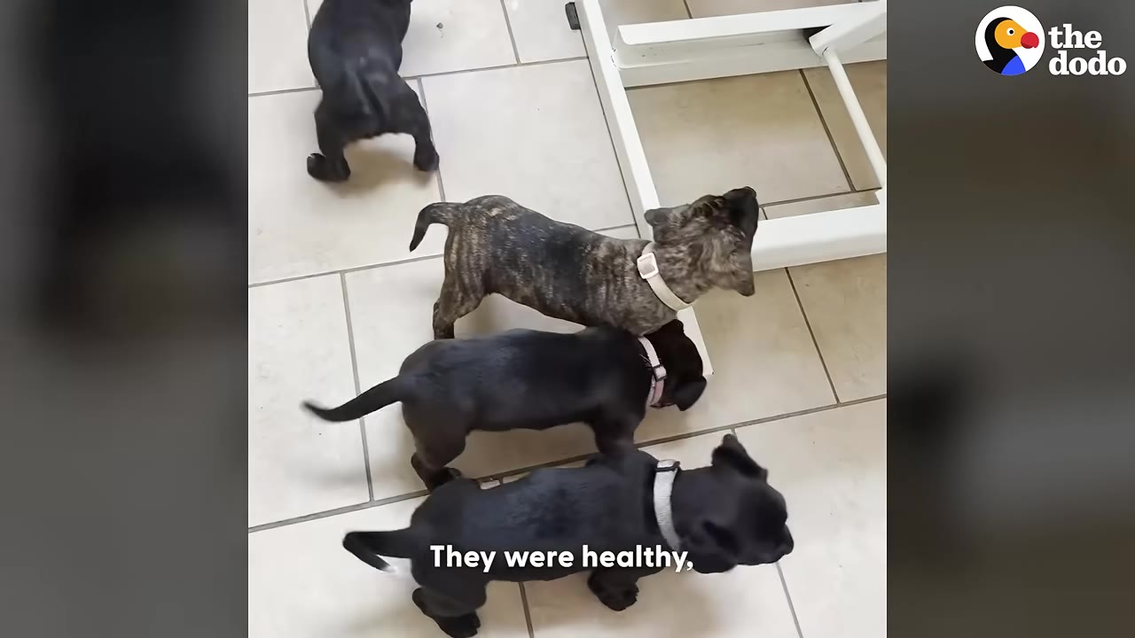 Four small puppies stand on a tiled floor in a veterinary clinic next to the base of an examination table.